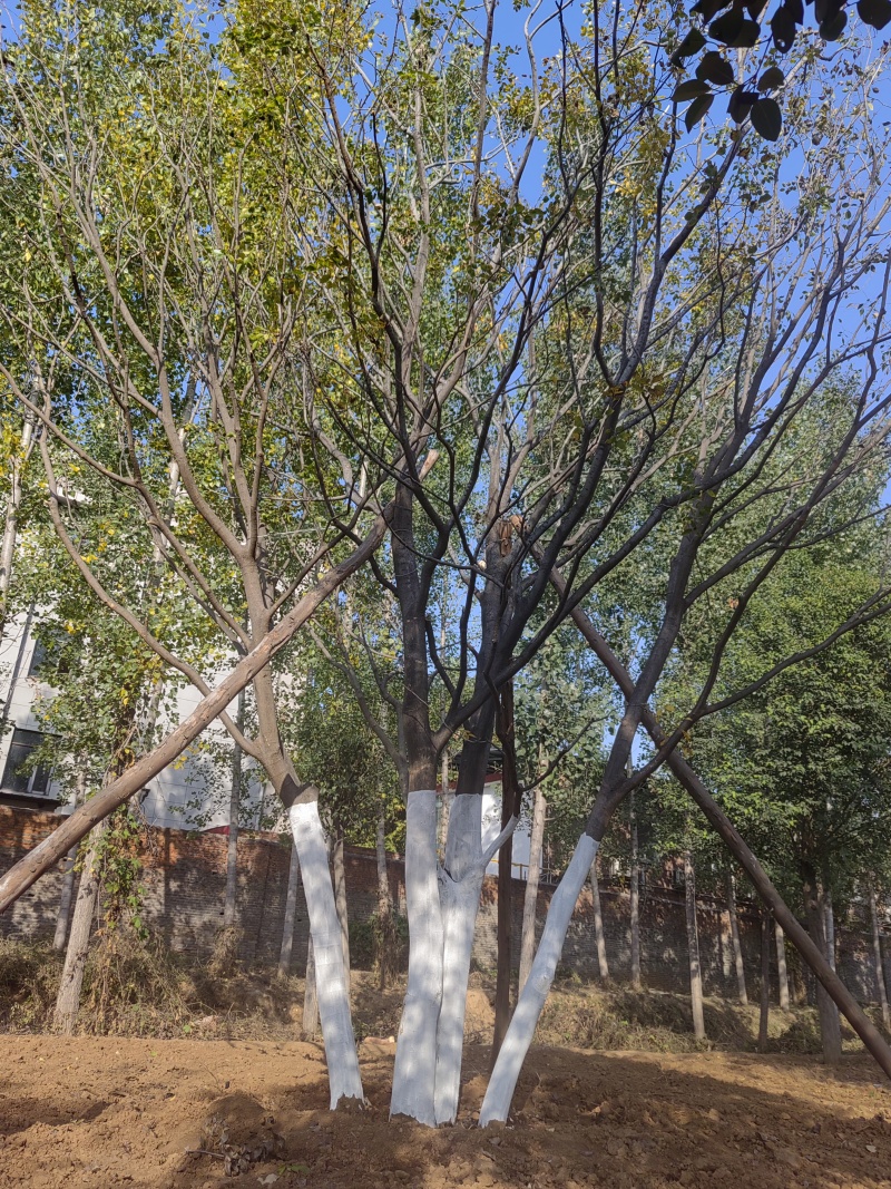 绿化苗木丛生朴树规格齐全量大从优质量保证欢迎咨询