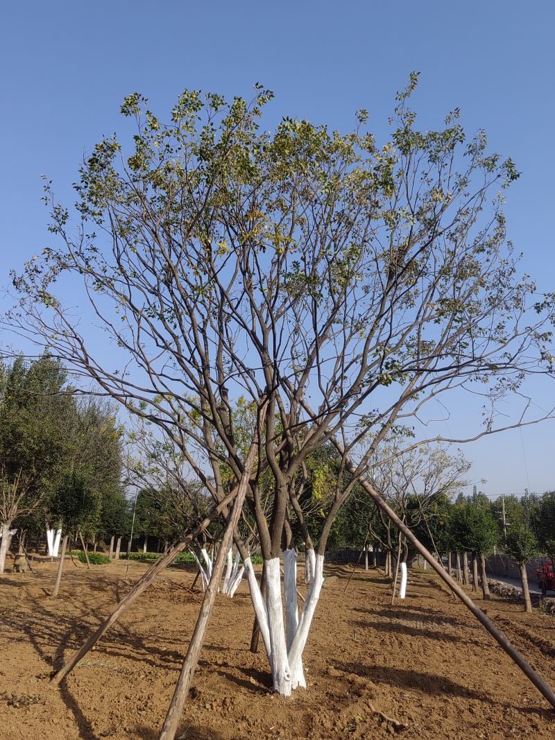 绿化苗木丛生朴树规格齐全量大从优质量保证欢迎咨询