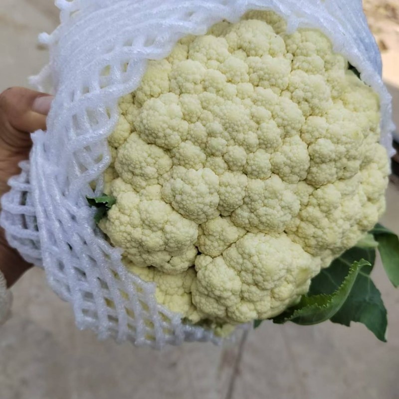 精品有机花菜大量上市产地直发货源充足诚信经营