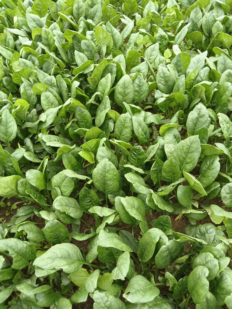 菠菜