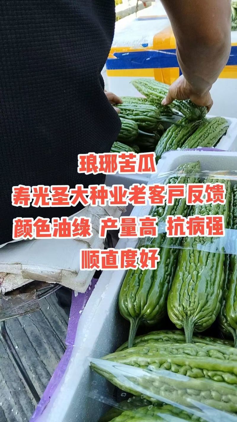 苦瓜种子绿亮苦瓜种子琅琊苦瓜种子