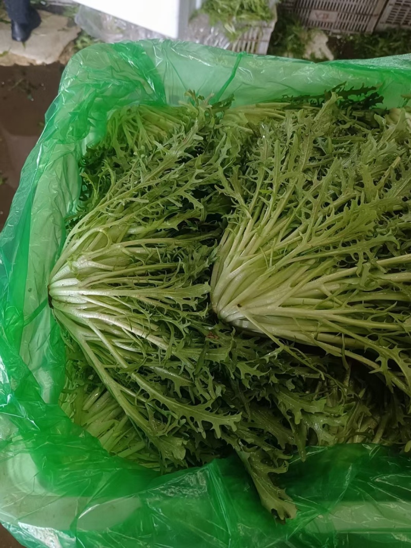 【全年供应】精品苦菊新鲜现摘产地直发可对接市场