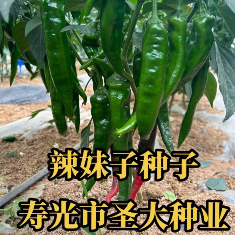 辣妹子辣椒种子特辣型易管理抗病毒四季可种