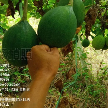 瓜篓