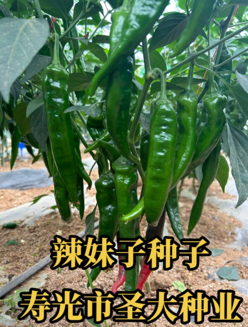 辣妹子辣椒种子特辣型易管理抗病毒四季可种
