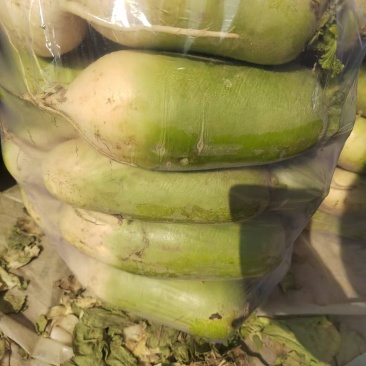 开封青，白萝卜大量上市包装齐全货源充足