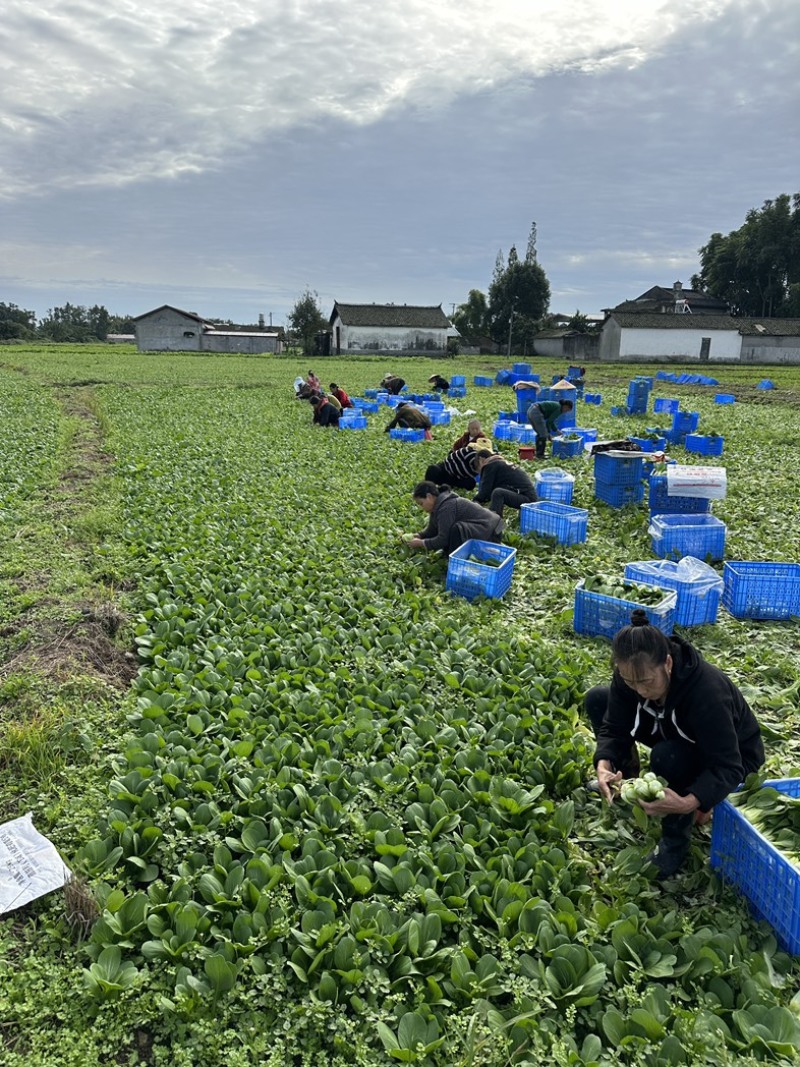 上海青，小油菜，四川陆地菜上市，欢迎来电咨询。