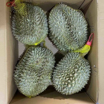 液氮冷冻金枕榴莲整果液氮干尧榴莲广州江南市场源头