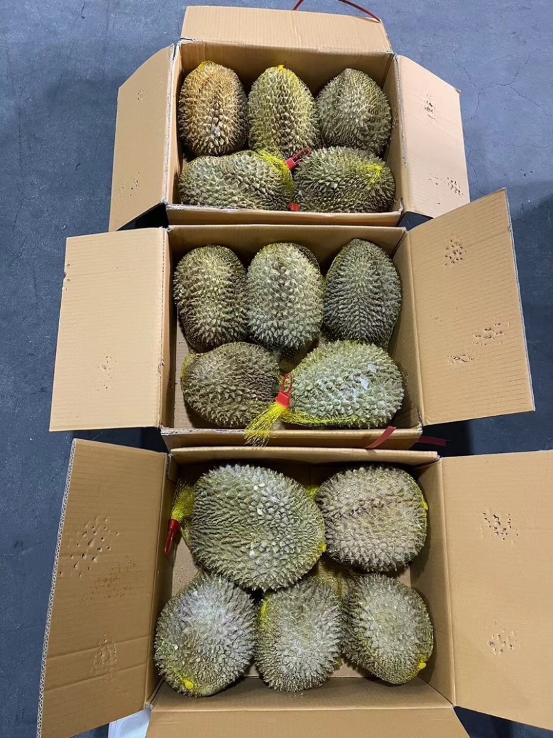 液氮冷冻金枕榴莲整果液氮干尧榴莲广州江南市场源头
