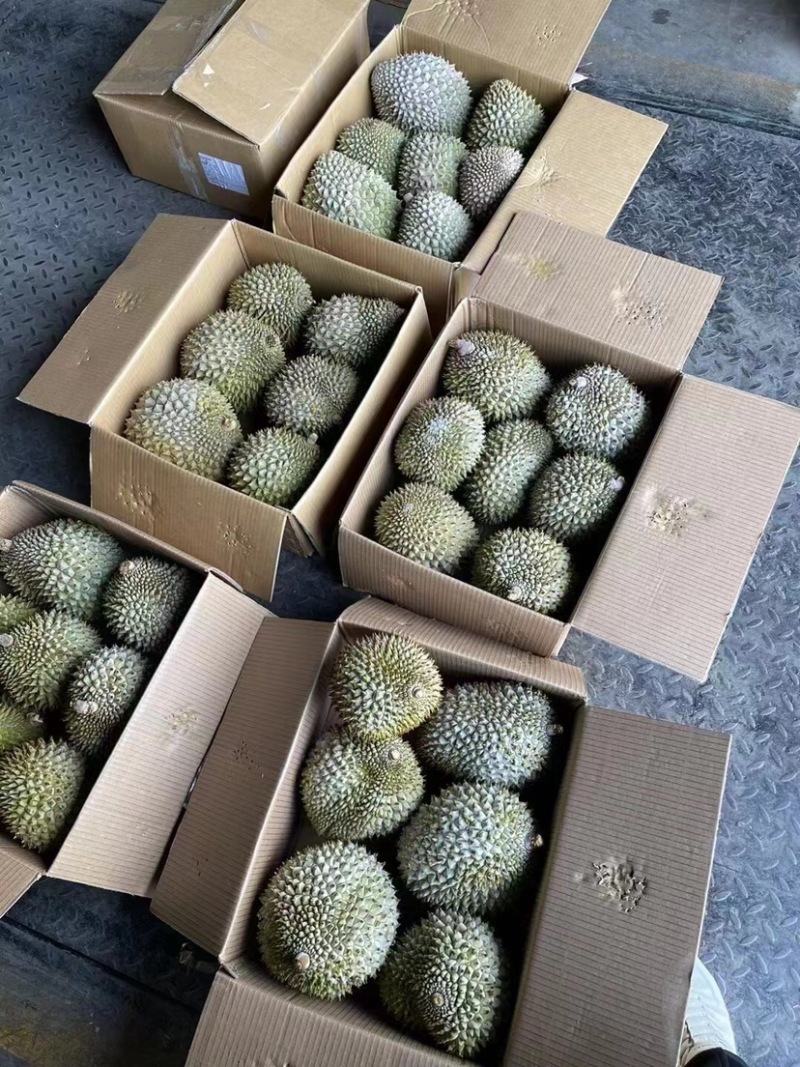 液氮冷冻金枕榴莲整果液氮干尧榴莲广州江南市场源头