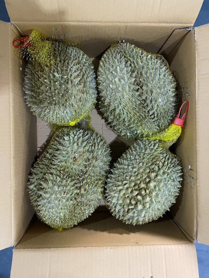 液氮冷冻金枕榴莲整果液氮干尧榴莲广州江南市场源头