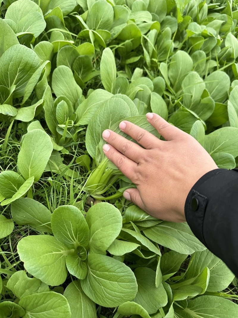 上海青，油菜，四川，陆地，大量上市，欢迎咨询。