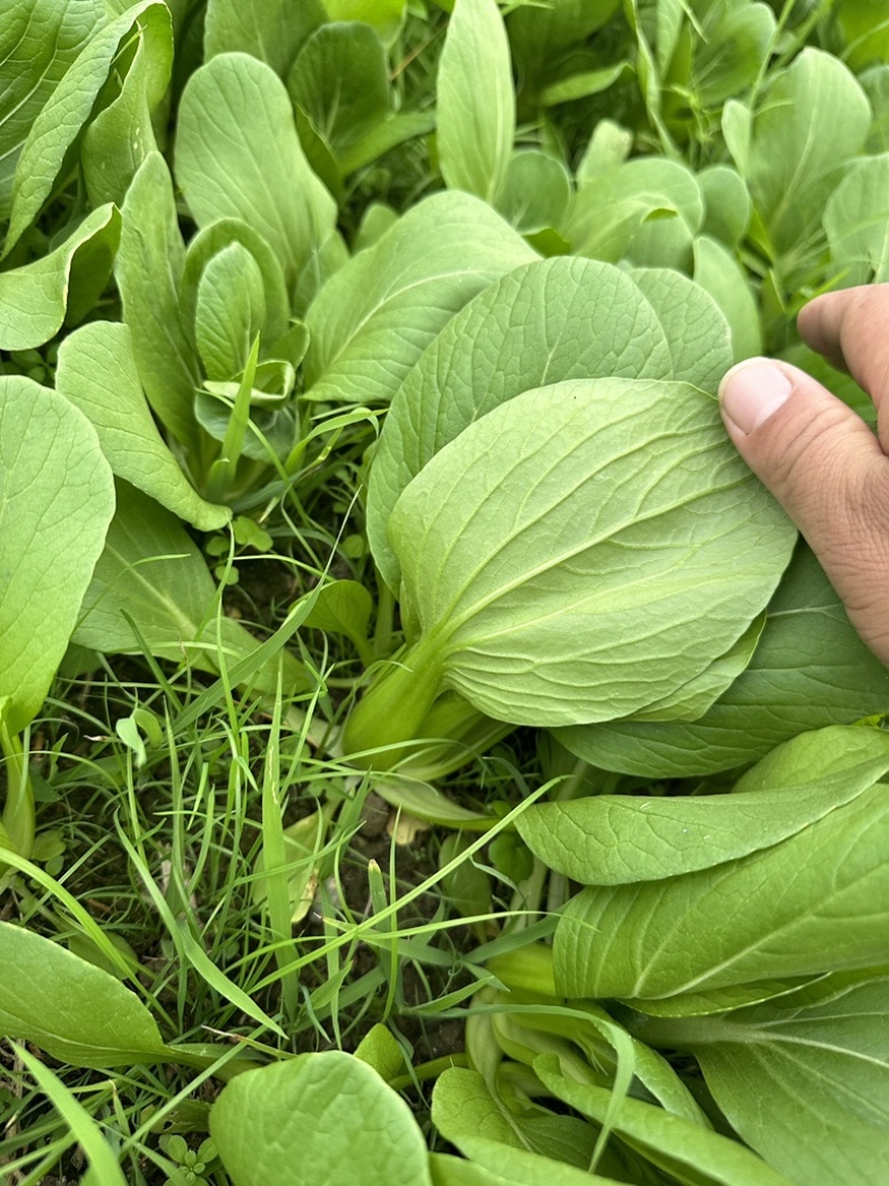 上海青，油菜，四川，陆地，大量上市，欢迎咨询。