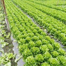 意大利生菜