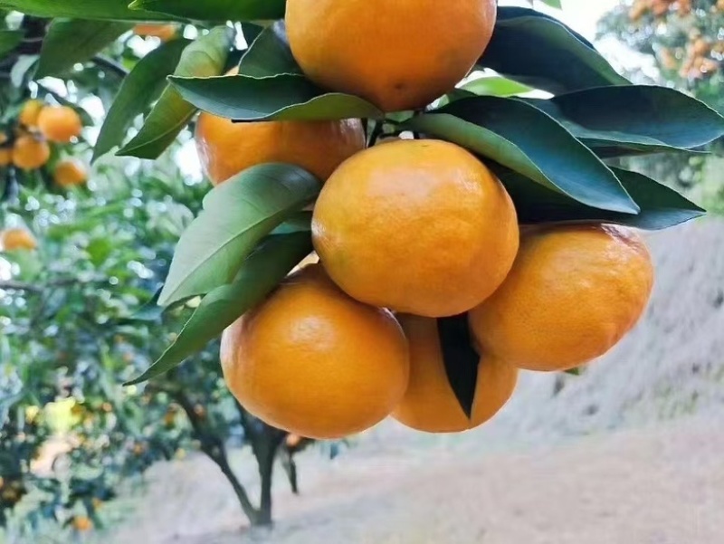 台州临海涌泉蜜橘可走整车各平台一件代发！