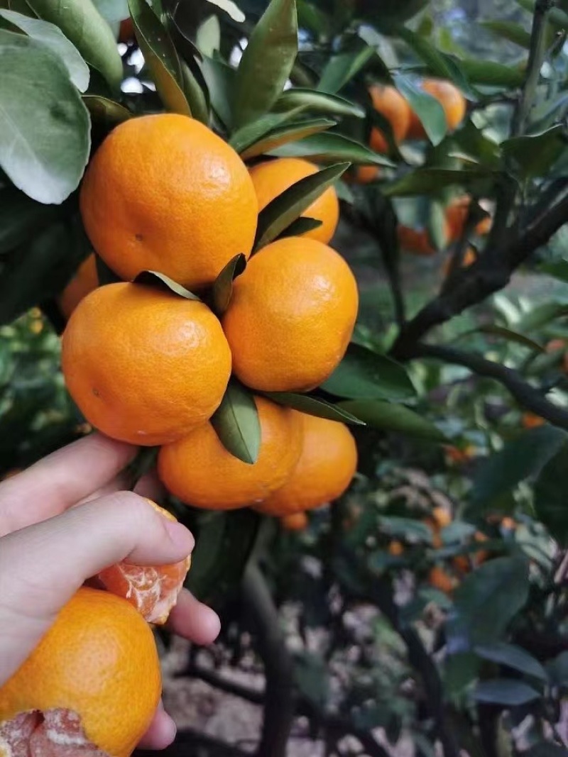 台州临海涌泉蜜橘可走整车各平台一件代发！