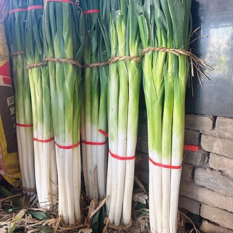 长白大葱（章丘大葱）