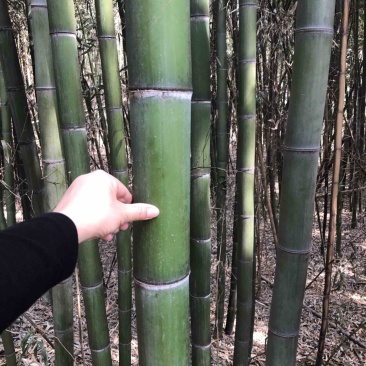 毛竹