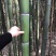 毛竹