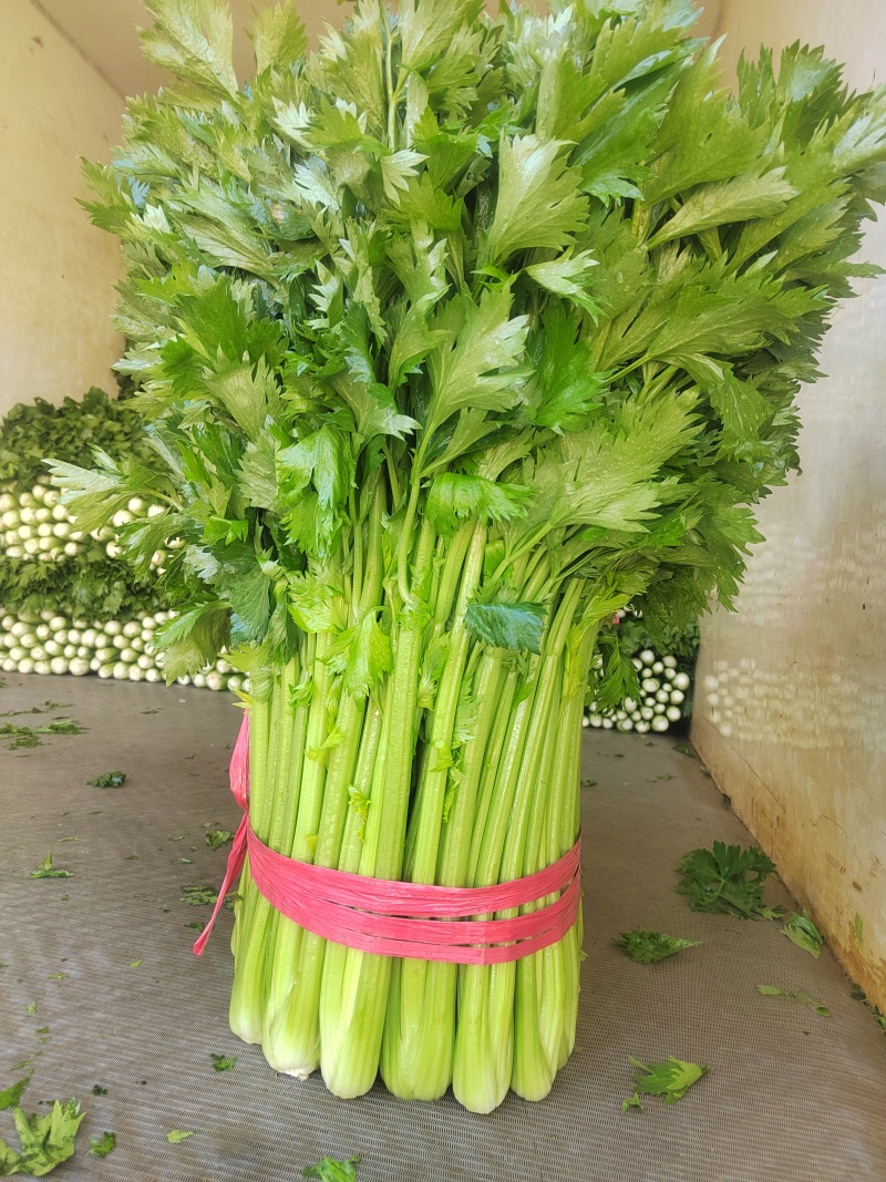山东滨州芹菜大量上市万亩基地直供全国代发