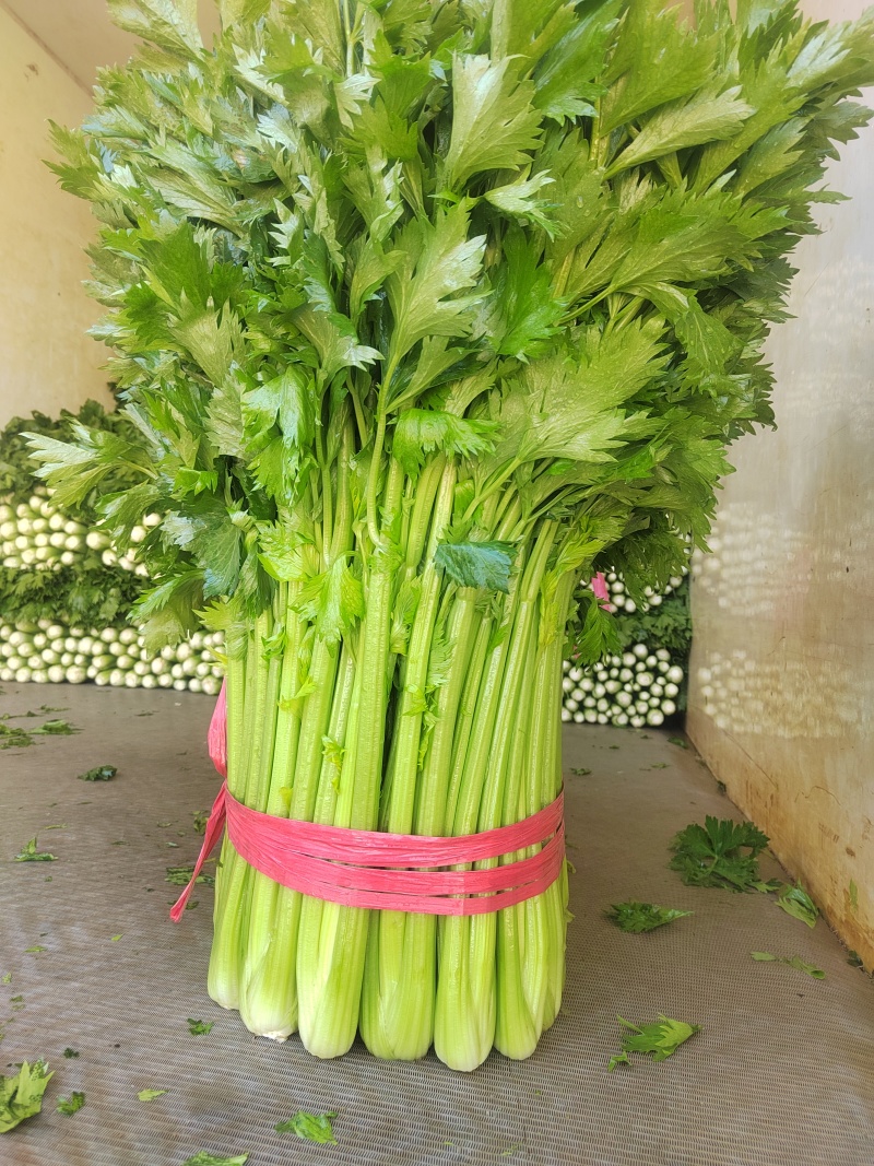 山东滨州芹菜大量上市万亩基地直供全国代发