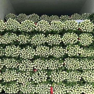 山东芹菜种植基地产地源头直供一手货源全国发货