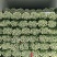 山东芹菜种植基地产地源头直供一手货源全国发货