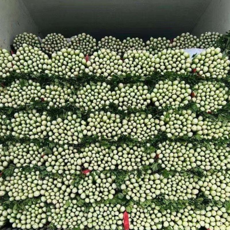 山东芹菜种植基地产地源头直供一手货源全国发货