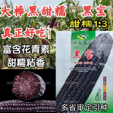 黑甜糯玉米种子黑宝大棒甜加糯软糯粘香紫黑糯春夏秋玉米种子