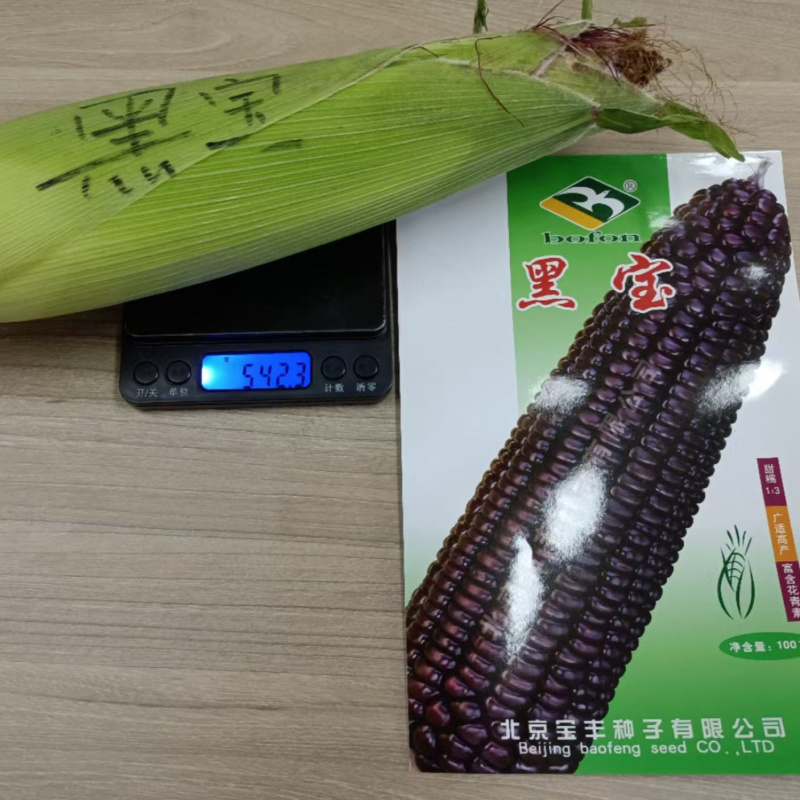 黑甜糯玉米种子黑宝大棒甜加糯软糯粘香紫黑糯春夏秋玉米种子