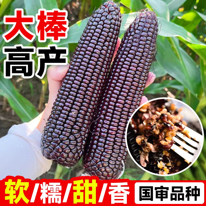 黑甜糯玉米种子黑宝大棒甜加糯软糯粘香紫黑糯春夏秋玉米种子