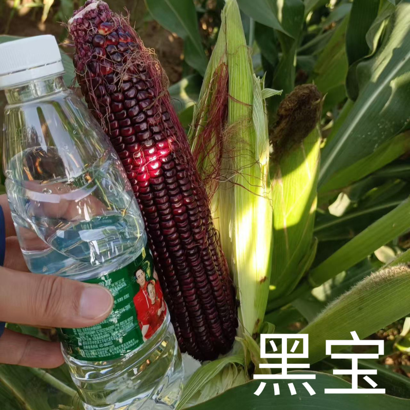 黑甜糯玉米种子黑宝大棒甜加糯软糯粘香紫黑糯春夏秋玉米种子