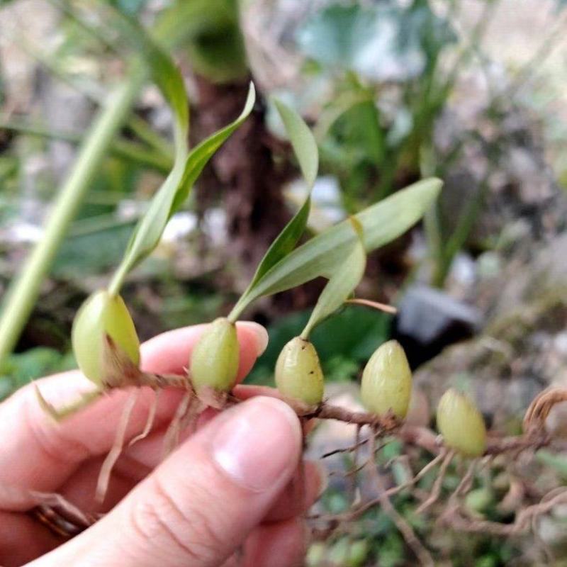 石橄榄小果