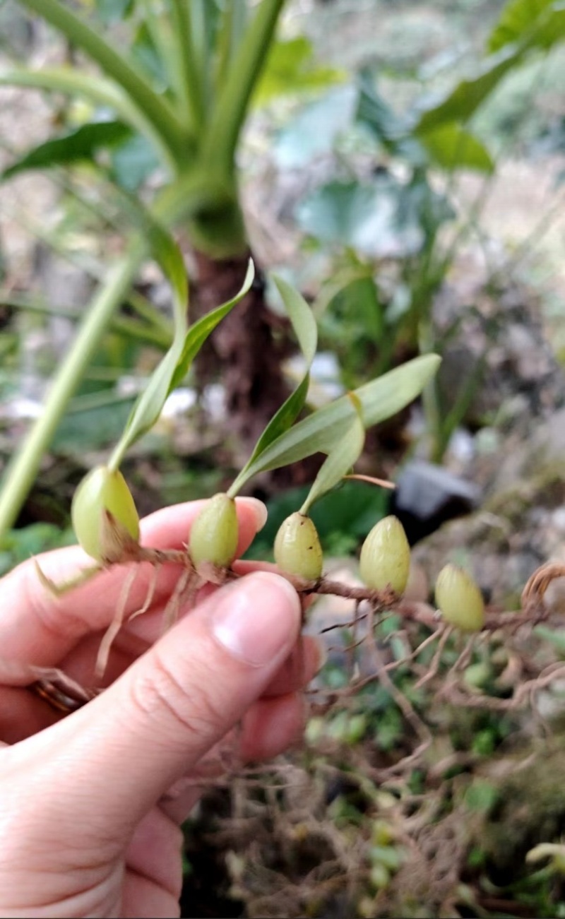 石橄榄小果