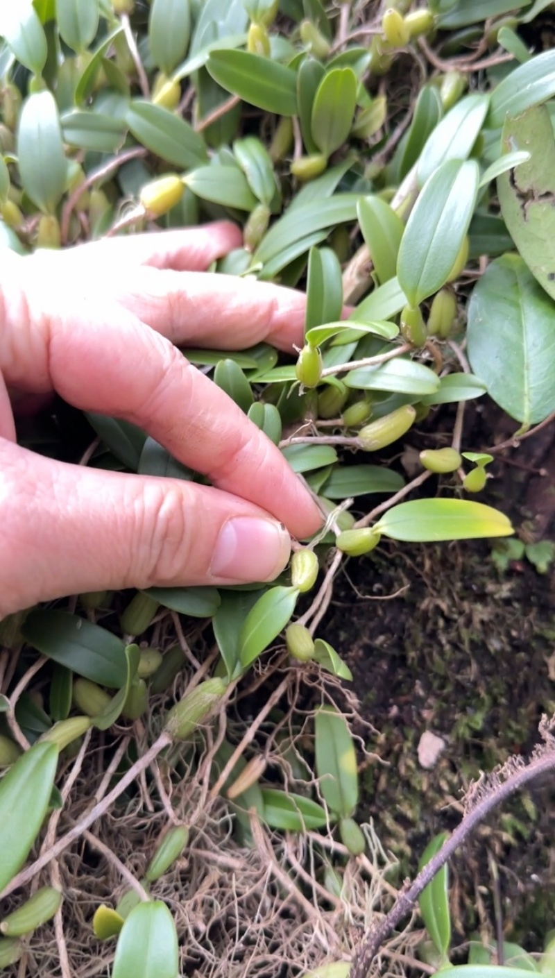 石橄榄小果