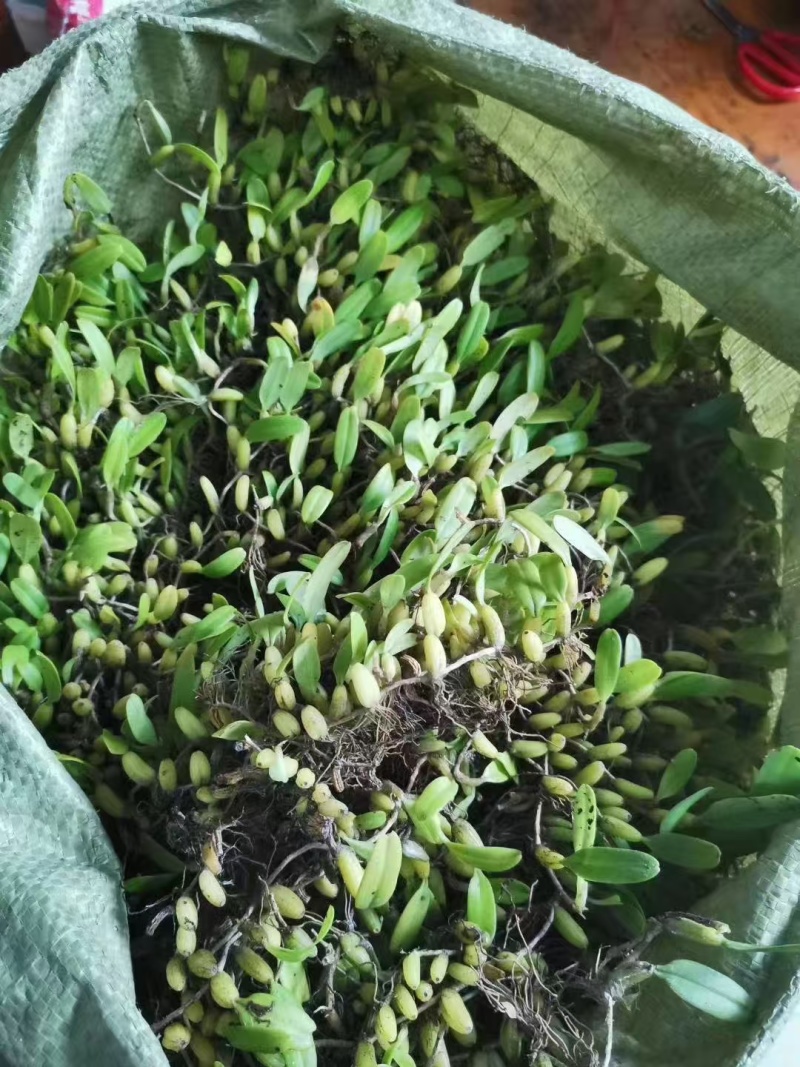 石橄榄小果