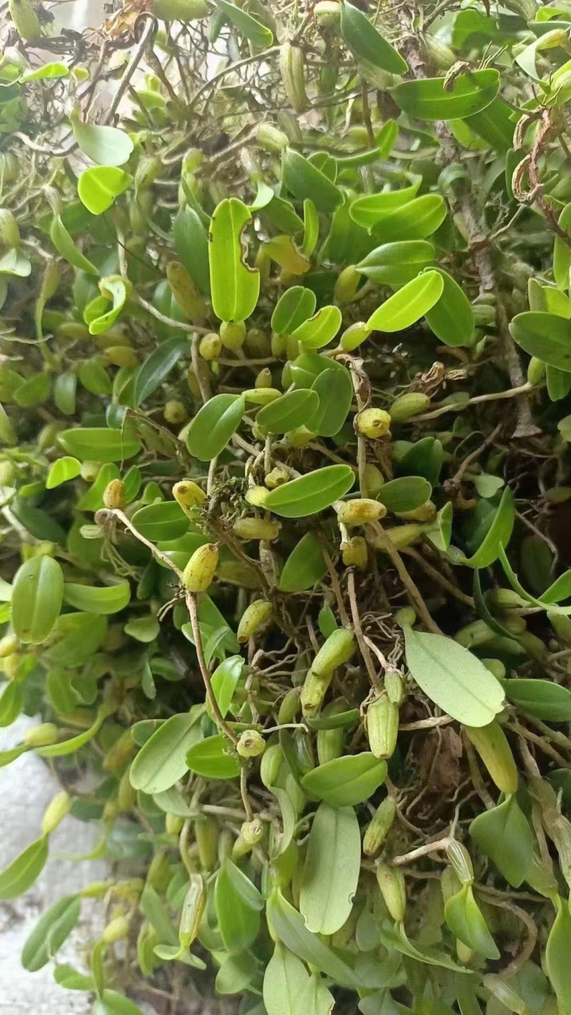 石橄榄小果