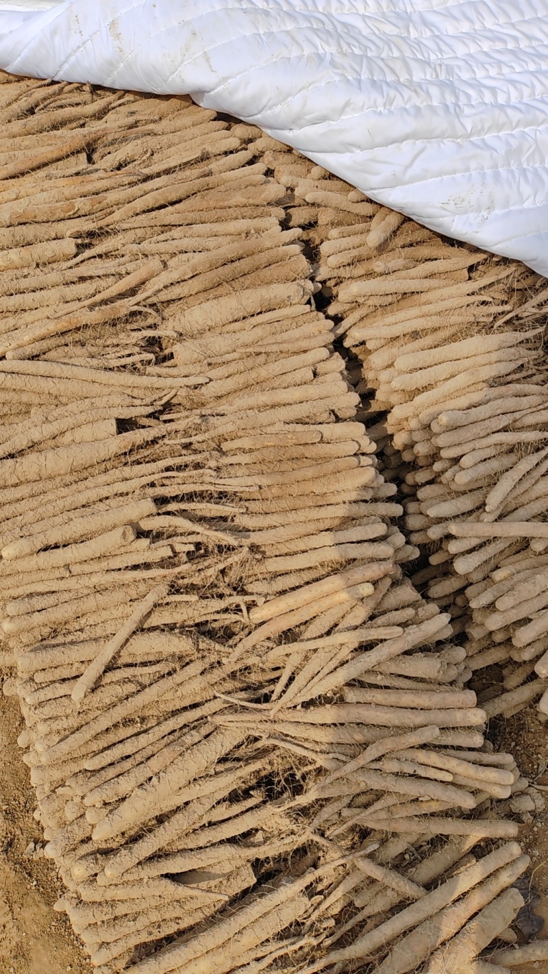 精品麻山药/可视频看货/货源充足/可供超市电商/批发市场