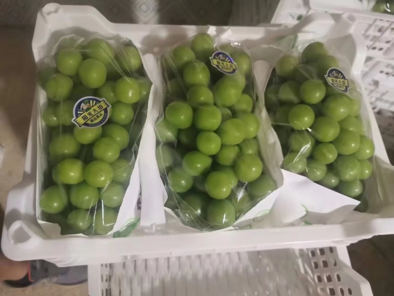 阳光玫瑰，陕西阳光玫瑰葡萄，红提葡萄，克伦生，妮娜皇后