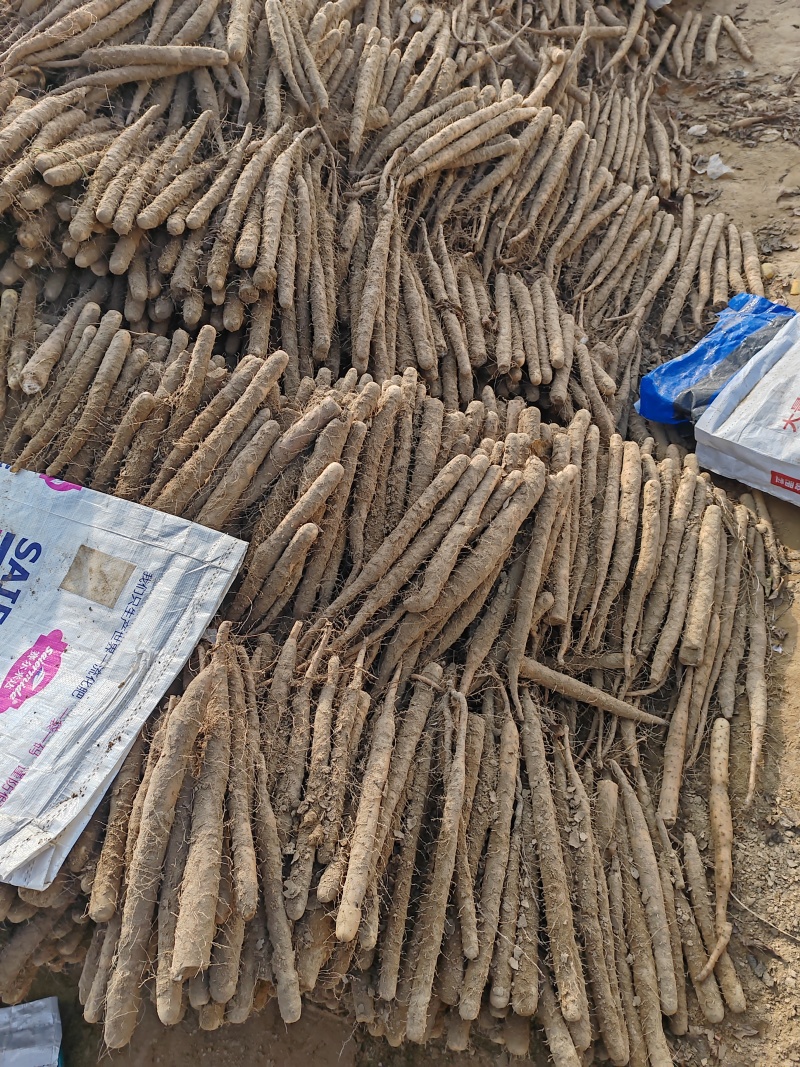 精品麻山药/可视频看货/货源充足/可供超市电商/批发市场