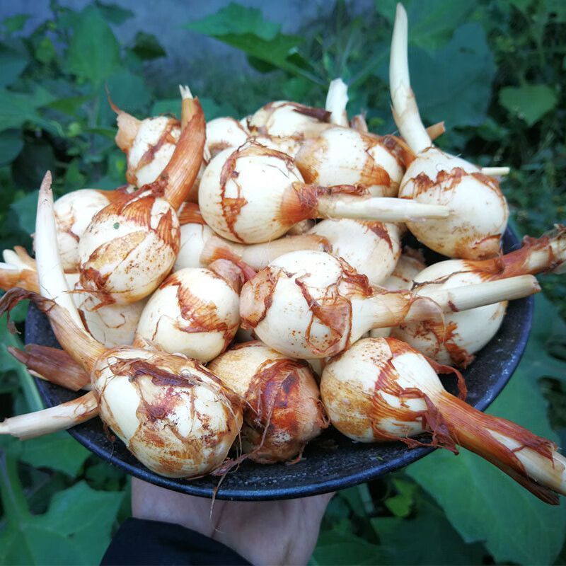云南大《慈菇》茨菇，整车代收代发(全国电商一件代发)