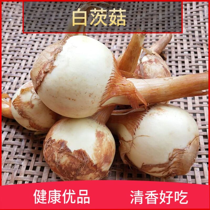 云南大《慈菇》茨菇，整车代收代发(全国电商一件代发)