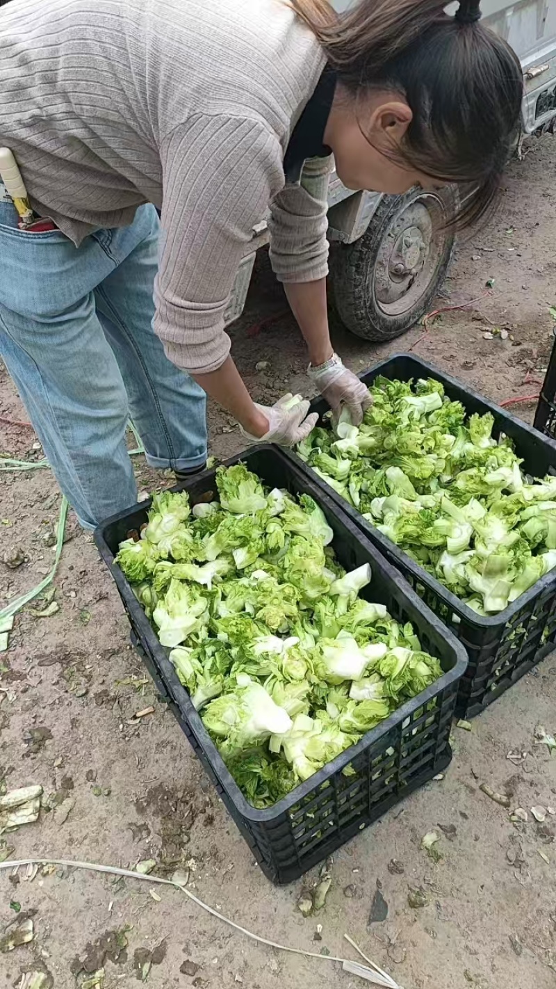 砀山精品儿菜，货源充足保质保量。直供商超各大市场