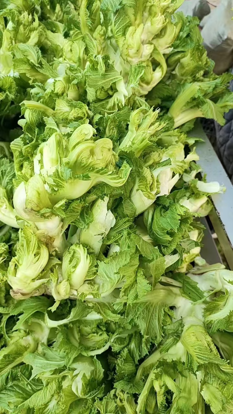 砀山精品儿菜，货源充足保质保量。直供商超各大市场