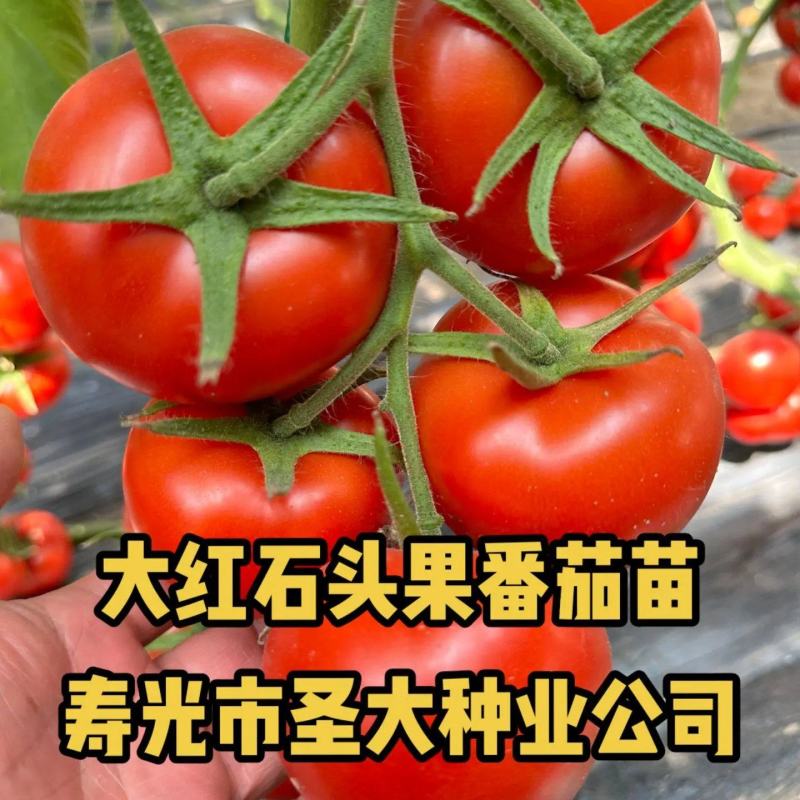 寿光大红石头果番茄苗抗病毒大红果杂交一代果实圆型植株健壮