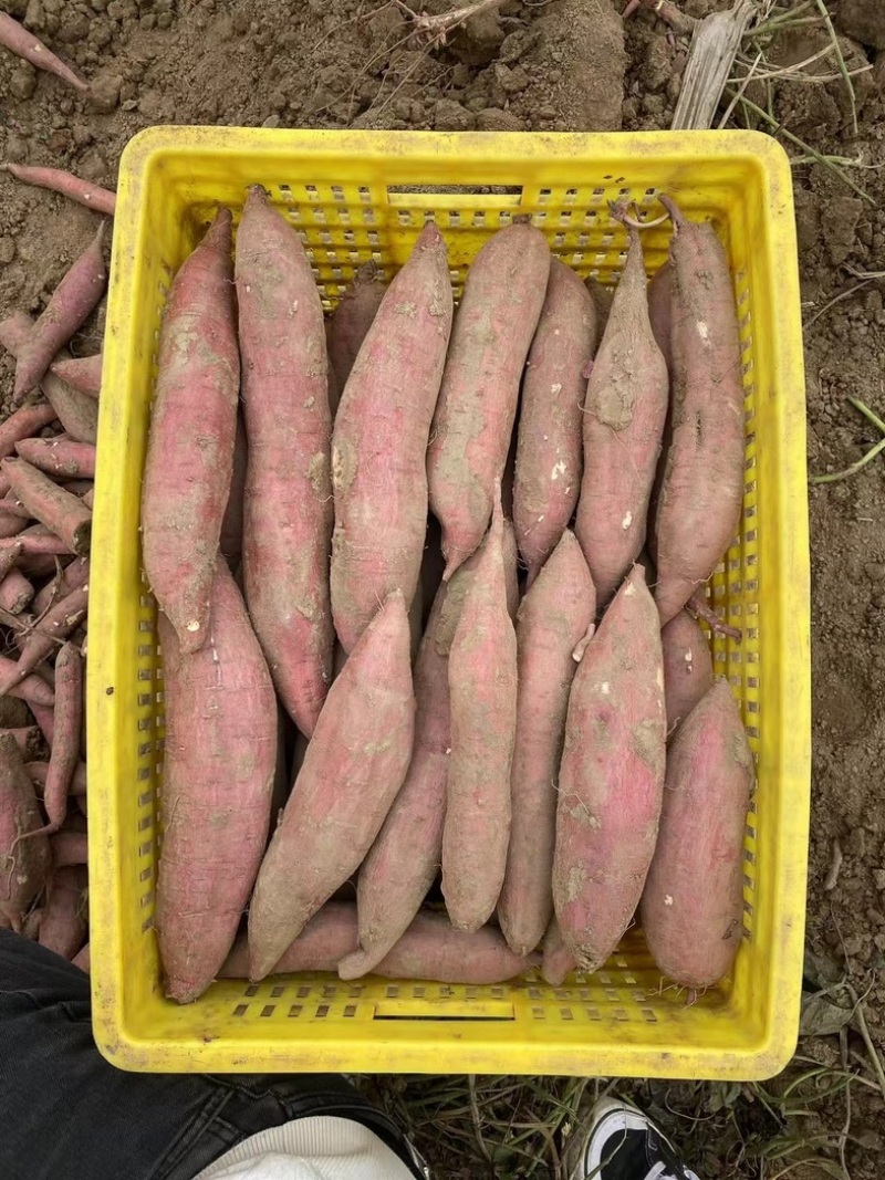秦薯5号白心2两半以上，量大从优，需要的老板可私聊