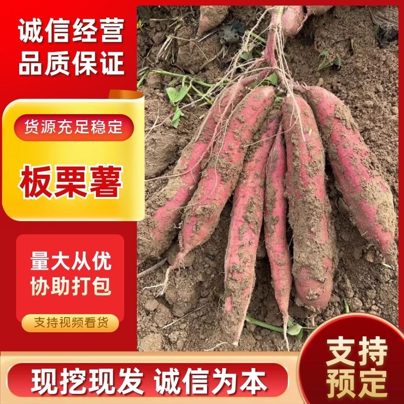 秦薯5号白心2两半以上，量大从优，需要的老板可私聊