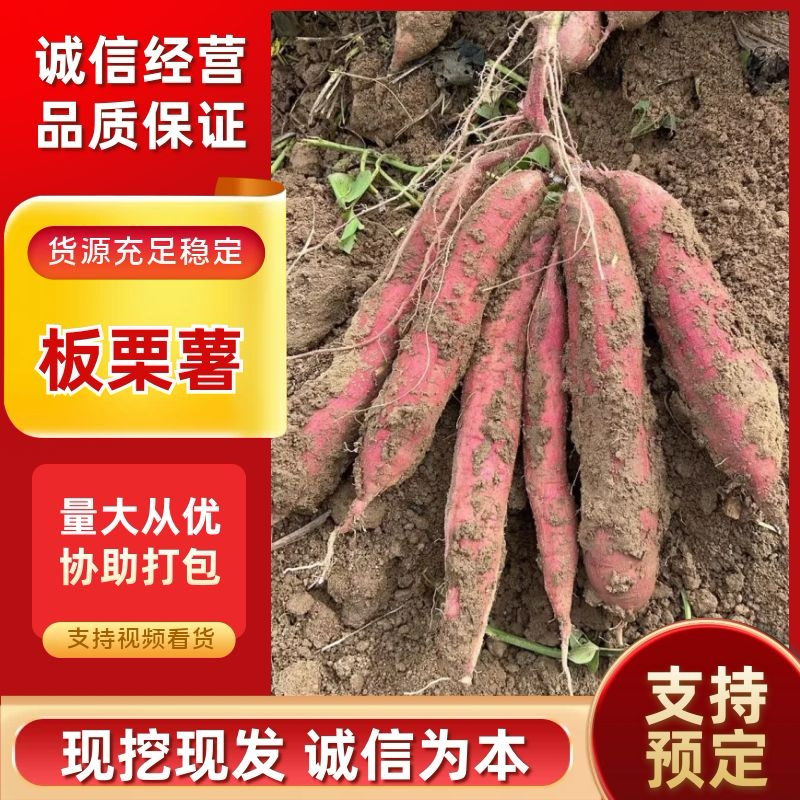 秦薯5号白心2两半以上，量大从优，需要的老板可私聊