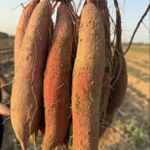 兴平板栗薯大量发货，干面无丝，质量有保证，需要的和我联系