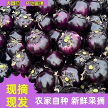 山东精品紫光圆茄大量上市，一手货源，品质保证，欢迎来电